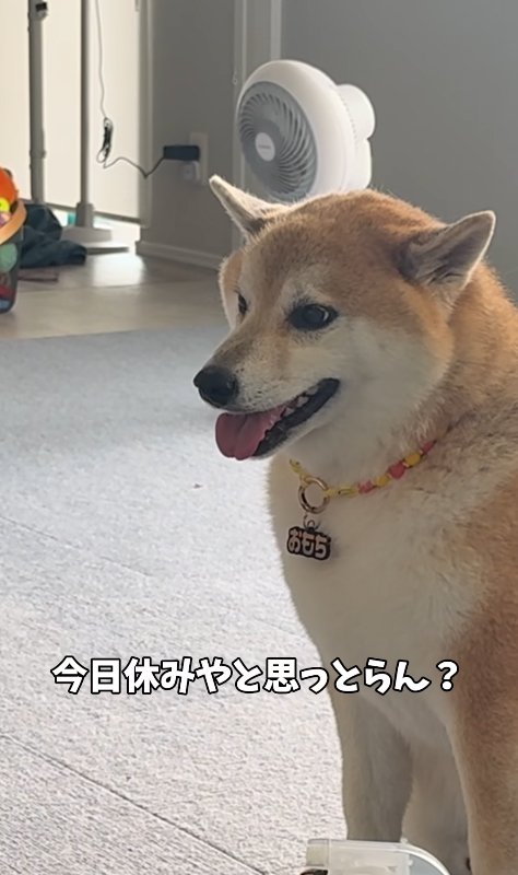 真顔になる柴犬