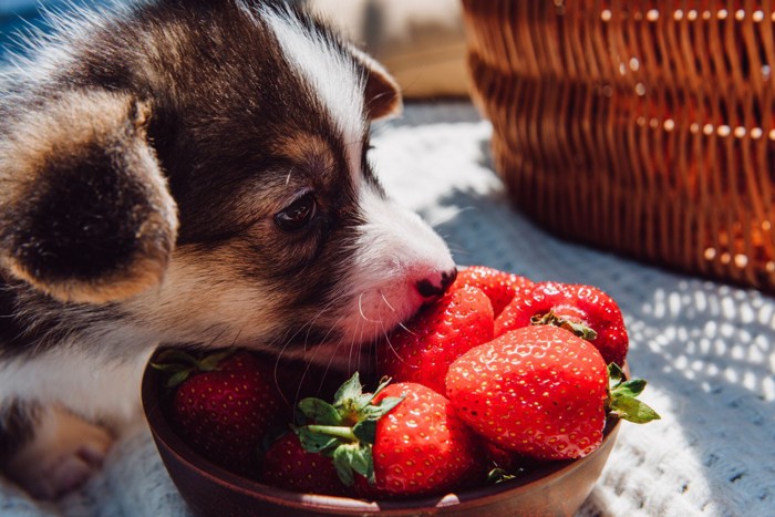 お皿に盛られたイチゴを食べる子犬