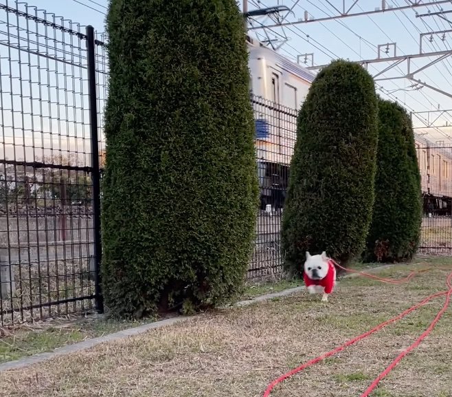 爆走するフレンチブルドッグ