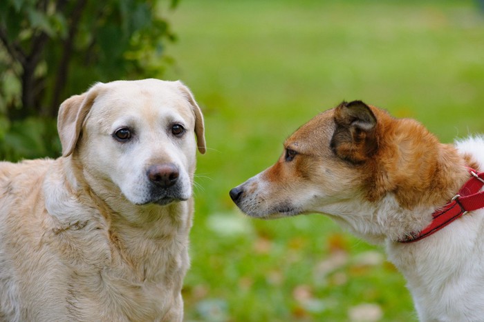 鼻を近づける犬、不安そうな垂れ耳の犬