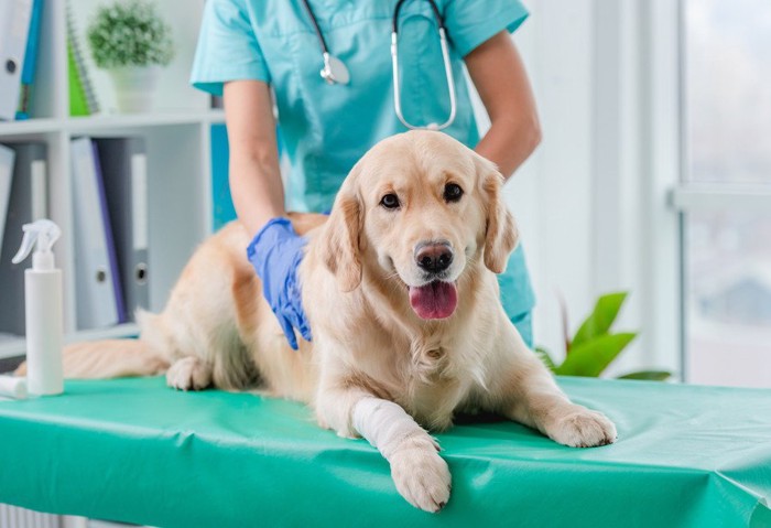 診察を受ける犬