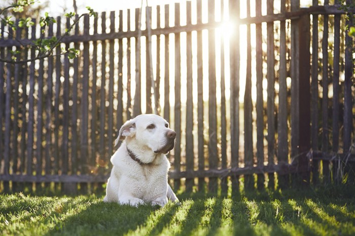 庭の芝生で寛ぐ犬