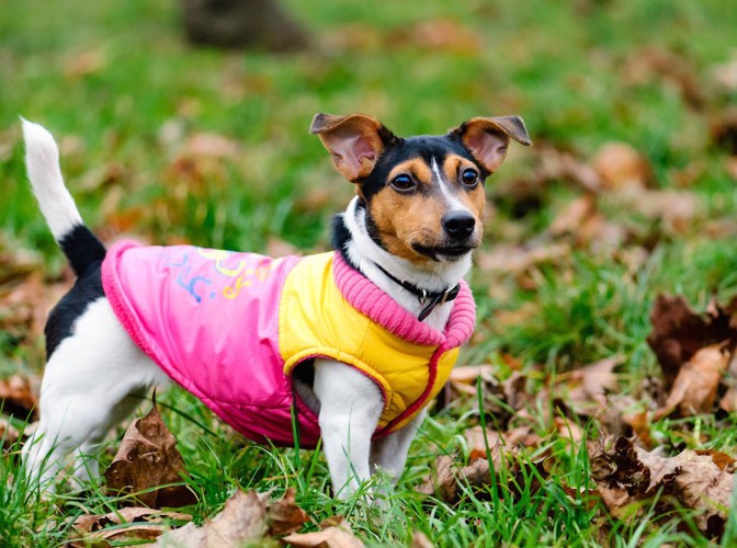 草むらの中を散歩する服を着た犬