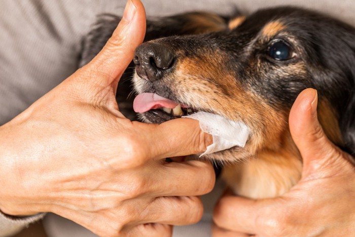 犬の歯みがき