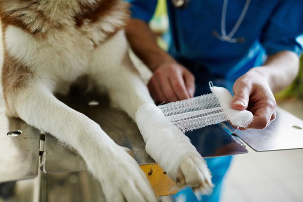 ガーゼを巻く犬