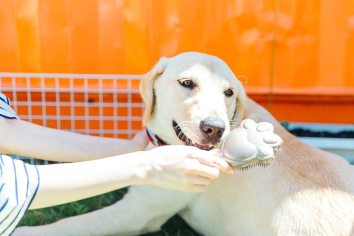ブラッシングされているハスキー