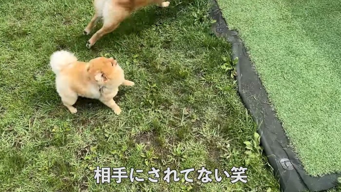 輪に入れないむぎちゃん