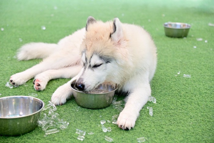 氷を食べ散らかすシベリアンハスキー