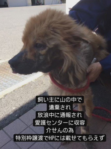山に捨てられていた犬