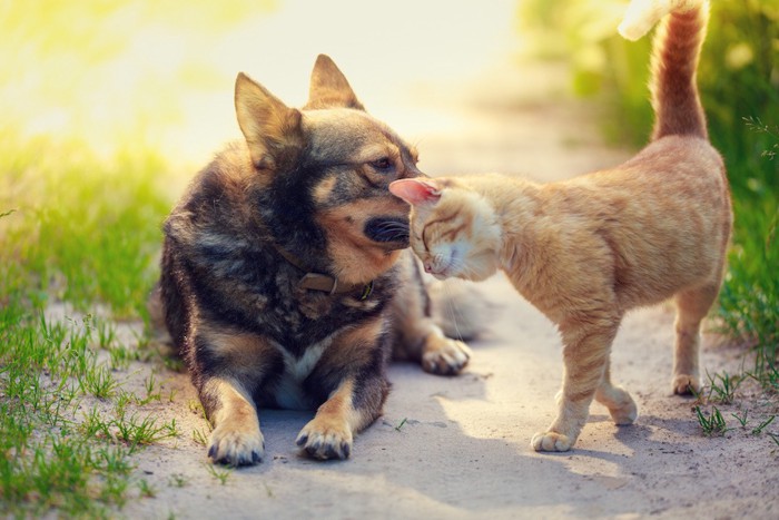 フセをしている犬と猫