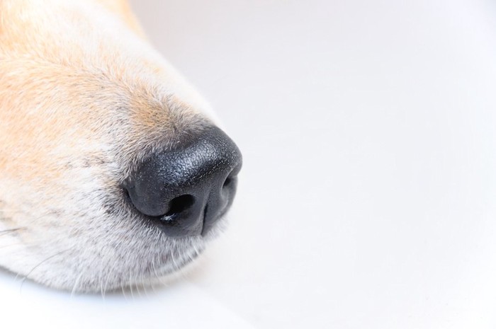 犬の鼻先のアップ