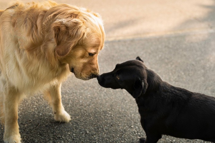 鼻をくっつける犬