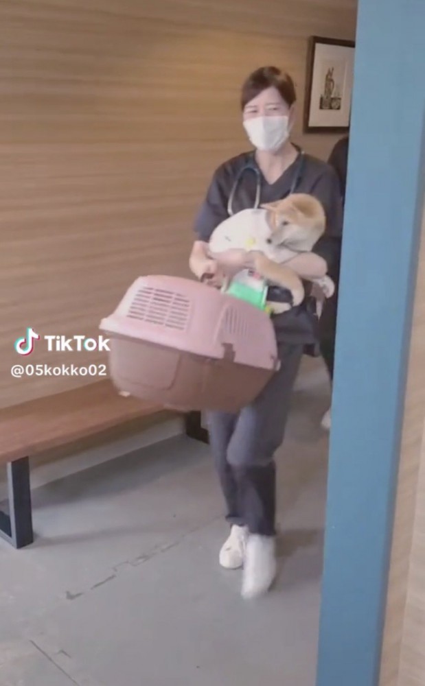 犬を抱えて歩く人