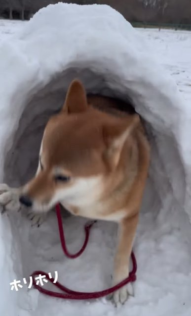 かまくらを掘る柴犬