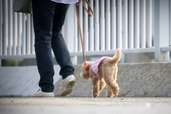 散歩中の犬と人間の後ろ姿