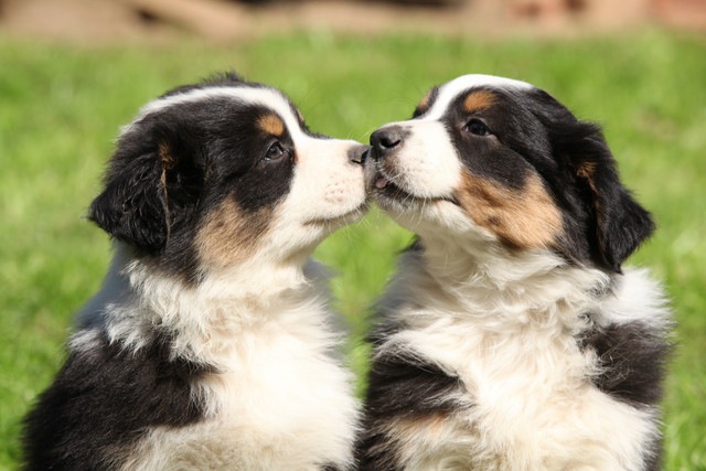 口を付けている犬達