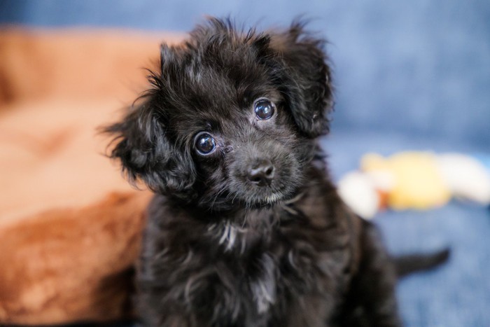 首をかしげて上目遣いをする犬