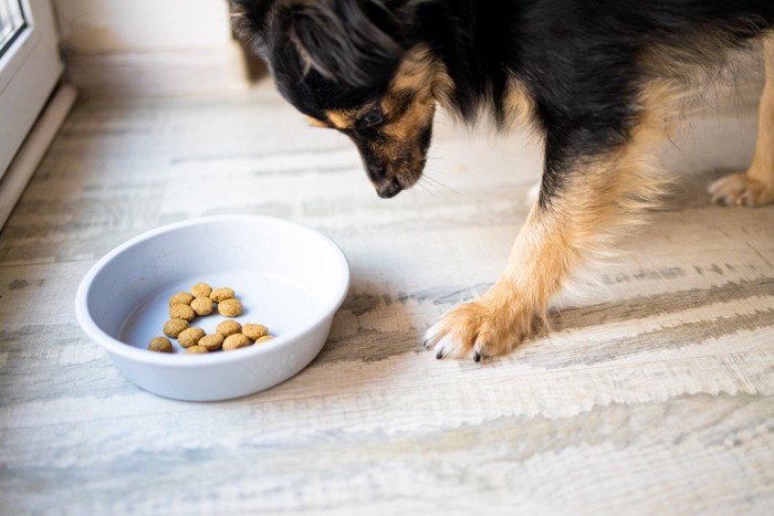 食べずにフードを見つめるだけの犬