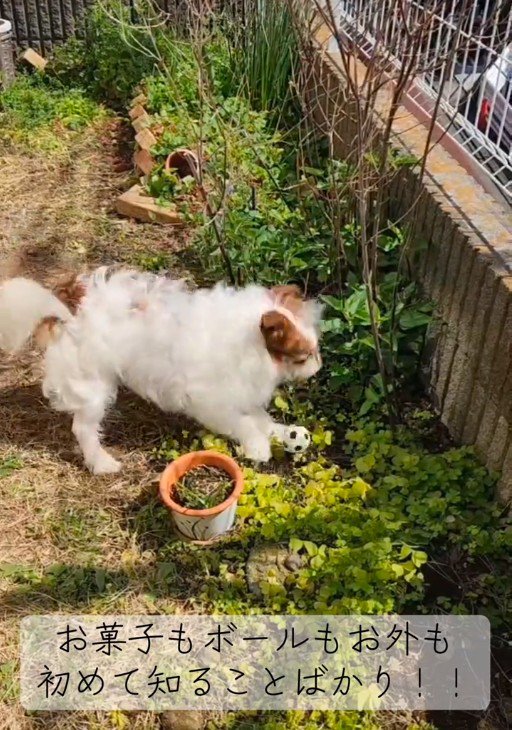 お庭でボール遊び♪