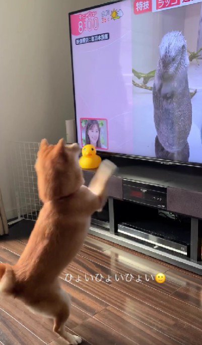 キャッチのマネ！？