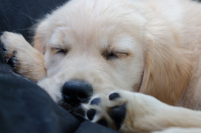 ゴールデンレトリバー 子犬の寝姿