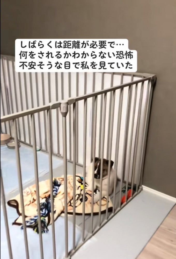 子犬の近づく