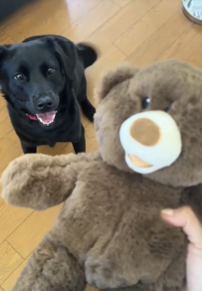 ぬいぐるみに喜ぶ犬