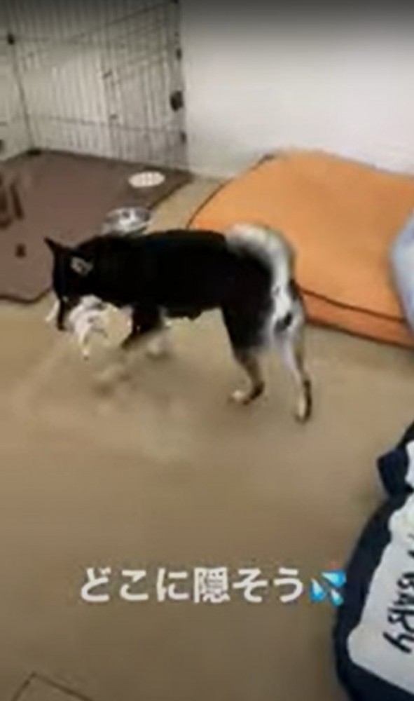 子どもをくわえたまま部屋の中を歩き回る柴犬