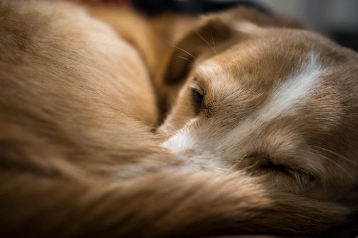 丸まって眠る犬