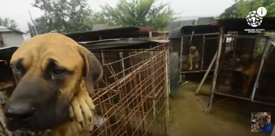 身を乗り出す犬