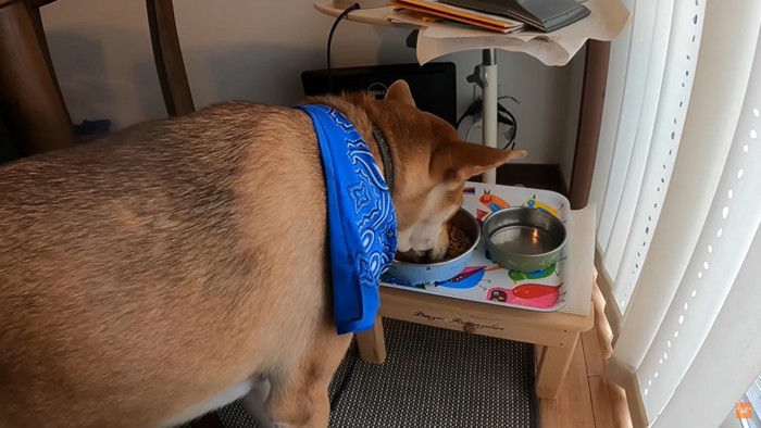 ご飯を食べる犬