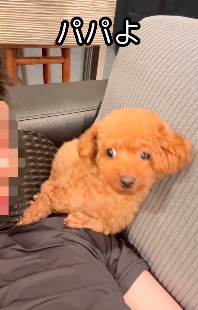 体を起こす犬