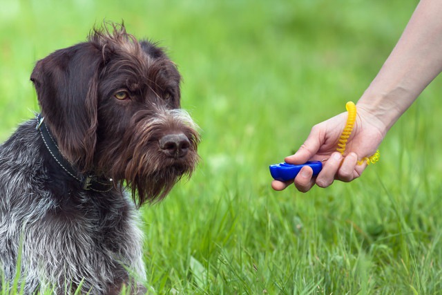 クリッカートレーニング中の犬