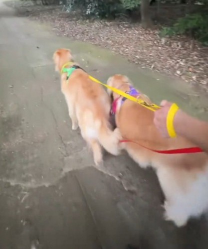 並んで散歩をする2頭の犬
