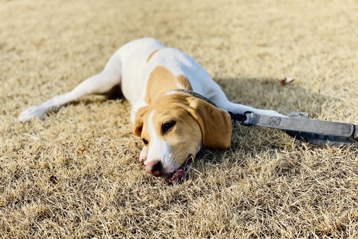 疲れた様子で倒れこむ犬