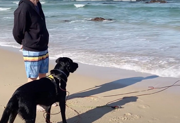 海を見る人と犬