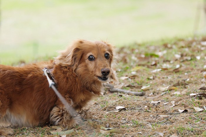 お散歩、茶のダックス