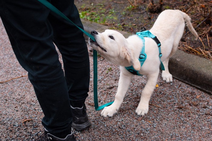 散歩でリードを引っ張る犬