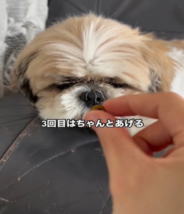 寝ている犬