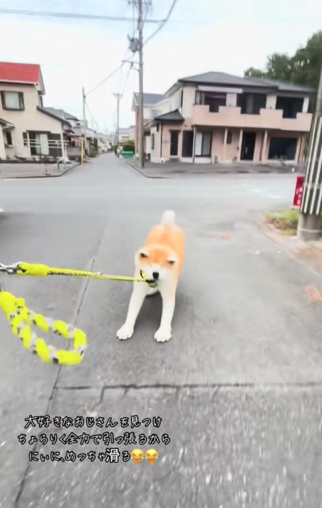 引きずられる秋田犬2