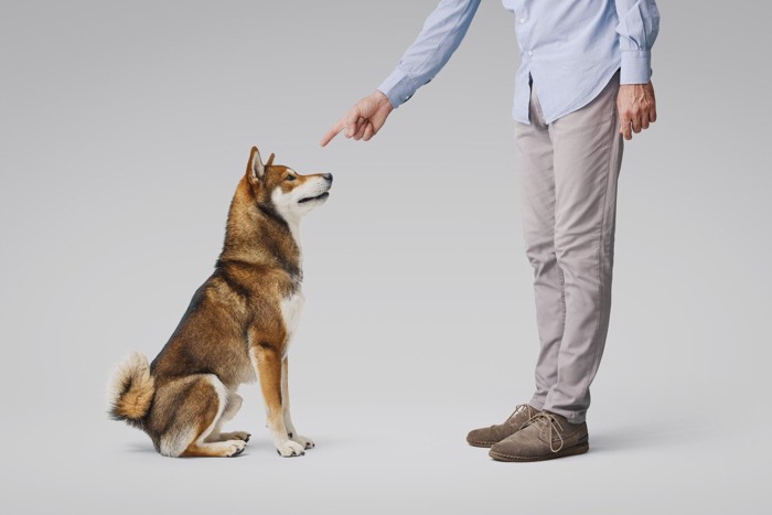 指さされている犬