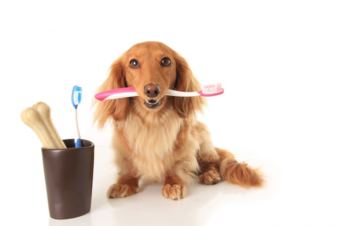 犬の歯みがきをはじめよう