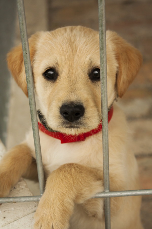 ケージからこちらを見ている子犬 54023468