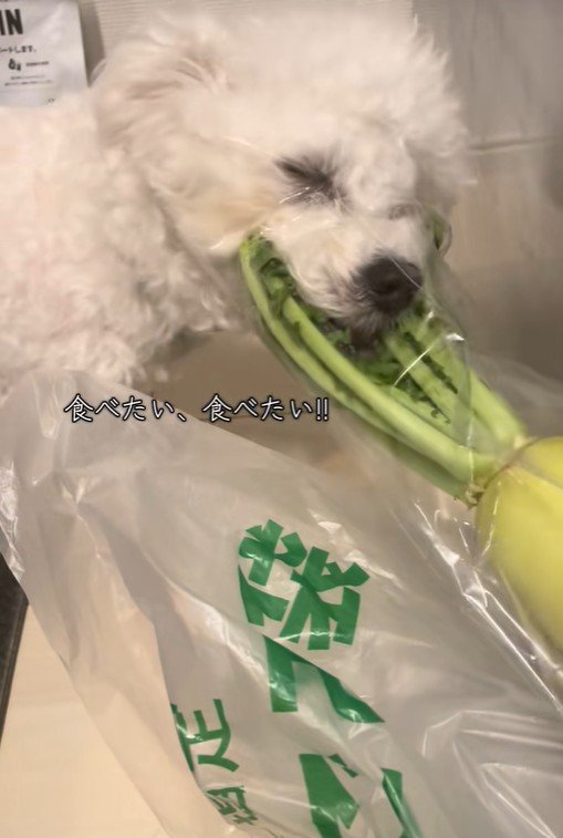 大根の葉を食べるおから君3