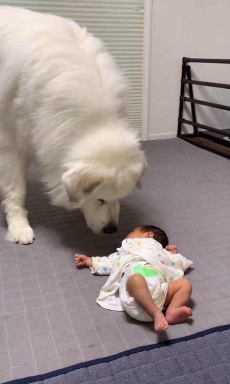 マハロくんと赤ちゃん7