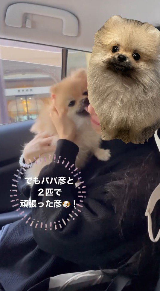 女性の顔を舐める犬