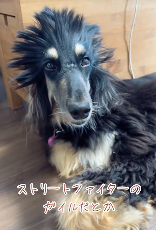 ツタンカーメンやガイルに似ている？