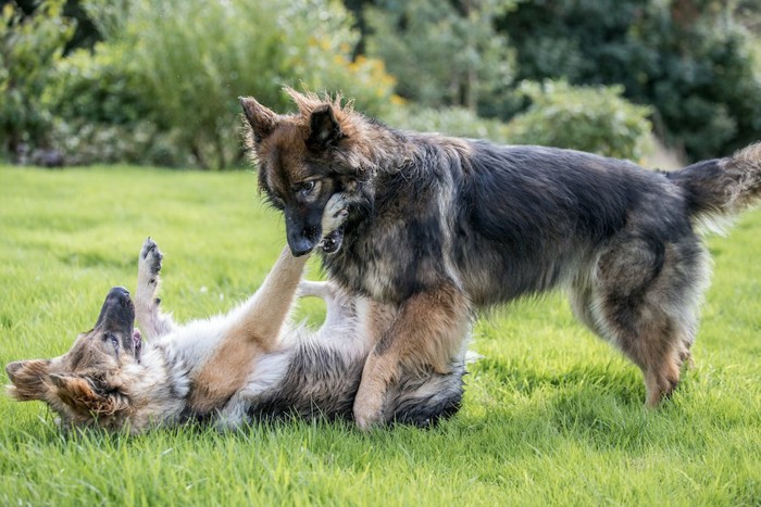 芝生の上でじゃれあう2匹の犬