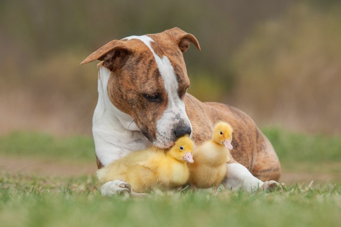 犬とヒヨコ