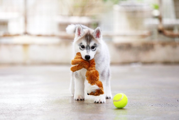 おもちゃを咥えて見つめる子犬